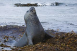 Southern Elephant Seal 